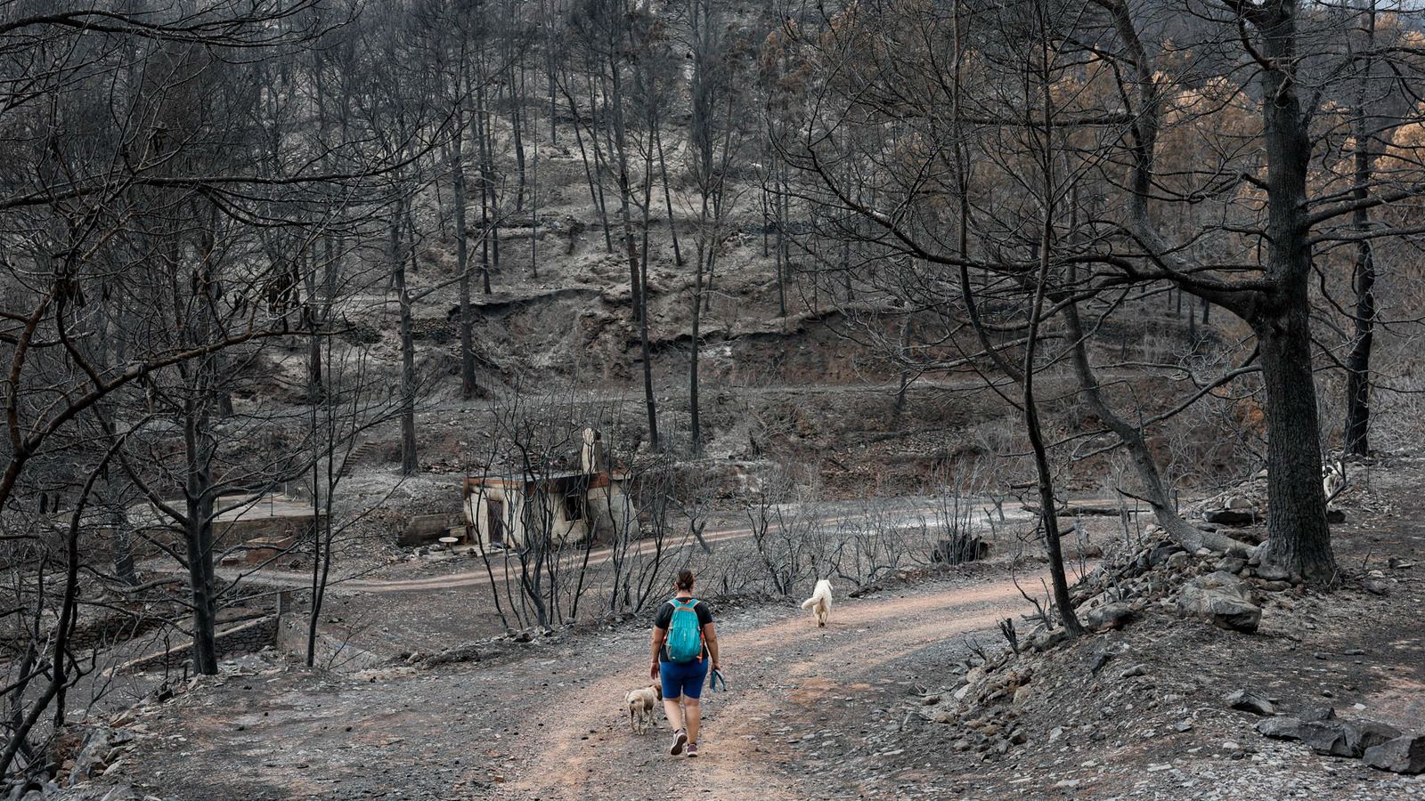 Una dona passeja per un bosc cremat a la Vilavella