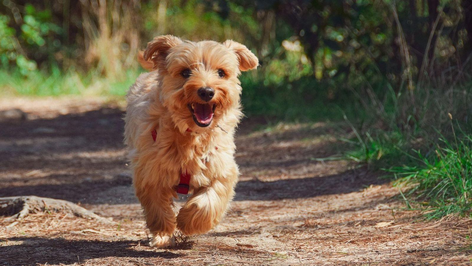 L'esborrany de l'ordenança que sotmet a votació l'ajuntament concreta les condicions dels espais on han de viure els animals