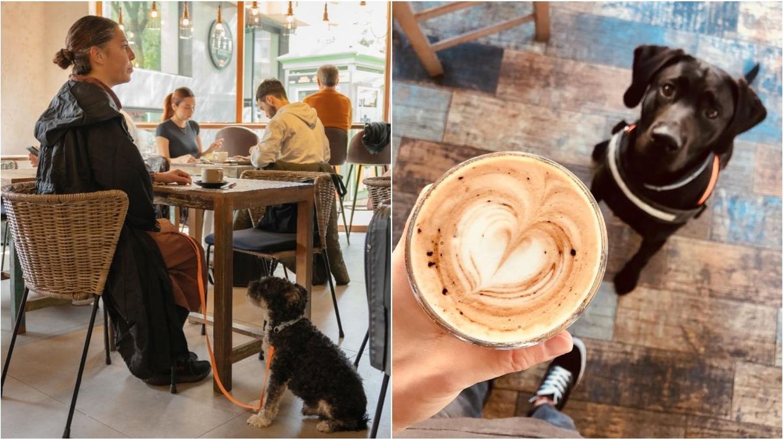 Locals 'pet friendly' a Castelló i Xàbia