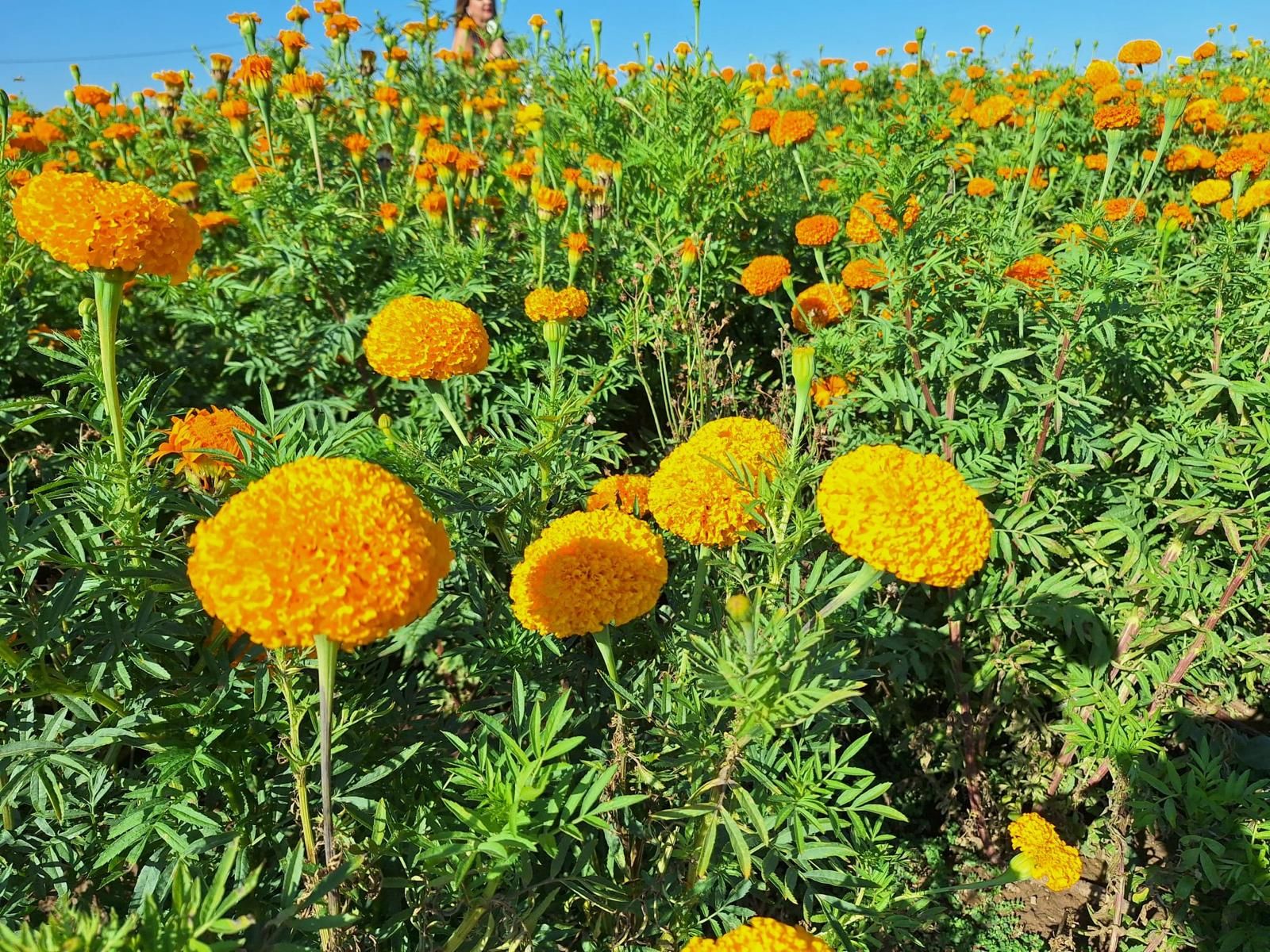 Clavellons llestos per a ser arreplegats per a la Batalla de Flors de València