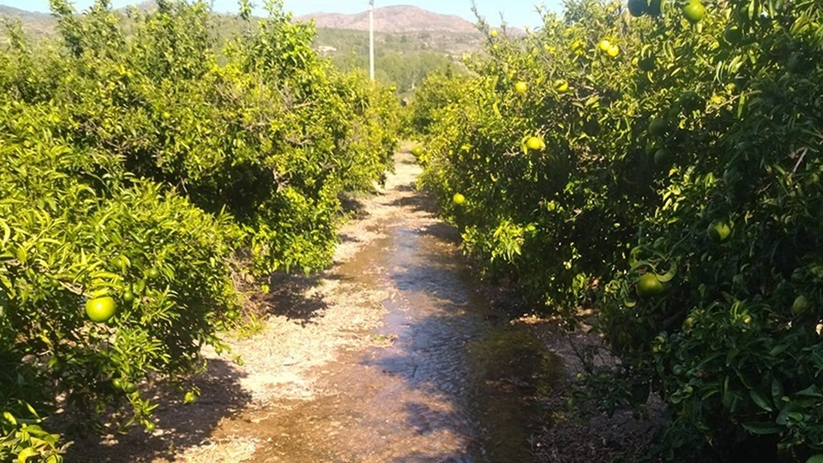 Imatge d'arxiu d'un camp a Soneixa