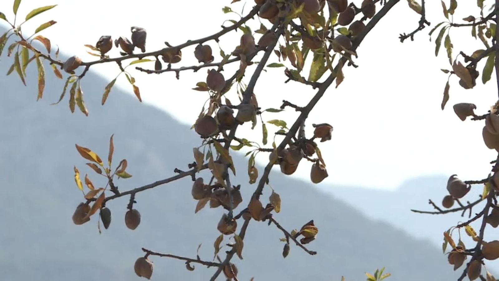 L\'Agència Europea de Seguretat Alimentària alerta de l\'amenaça de l\'extensió de la xilel·la