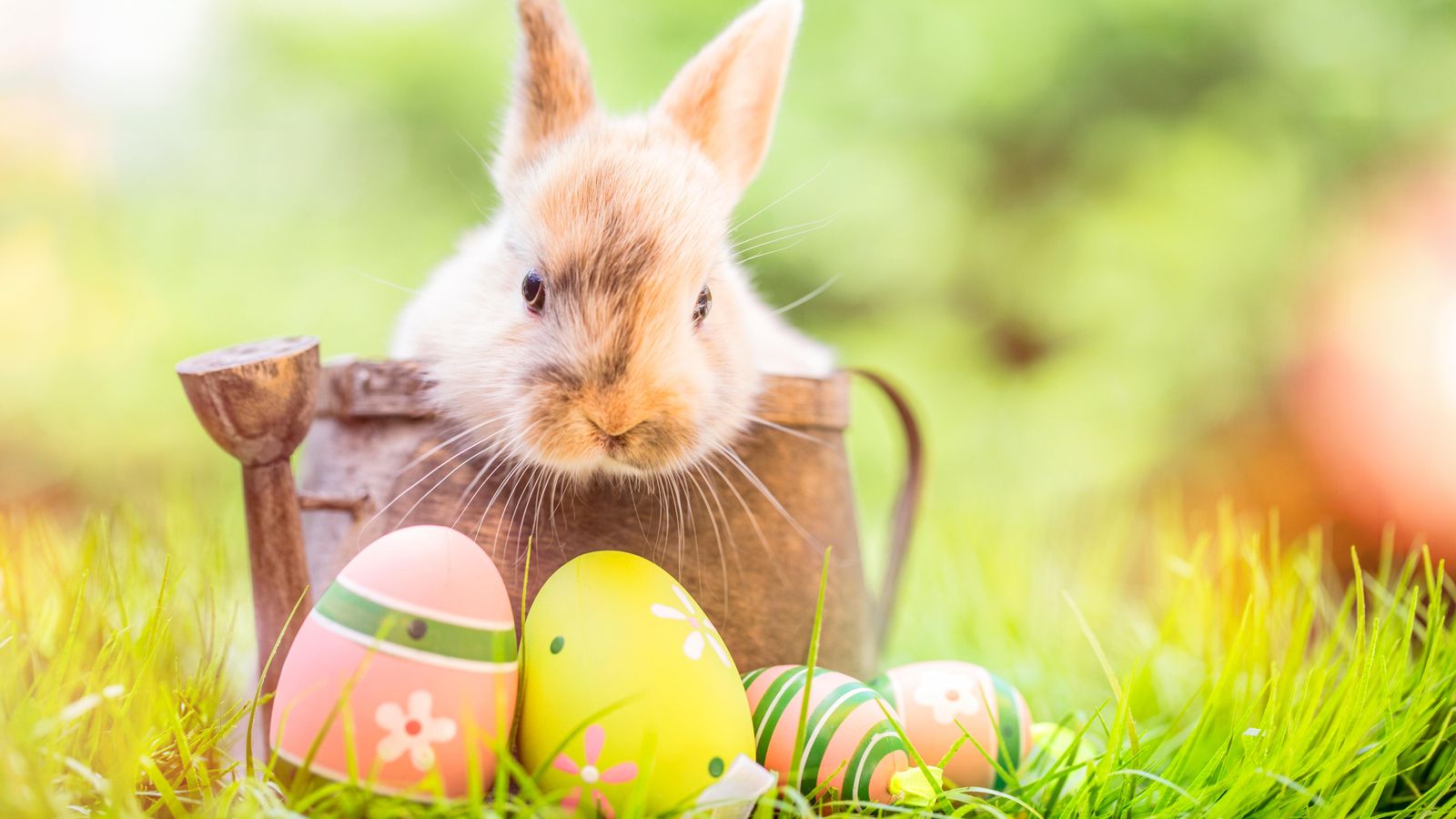 El conill simbolitza la tradició de la Pasqua, però pocs coneixen el seu origen