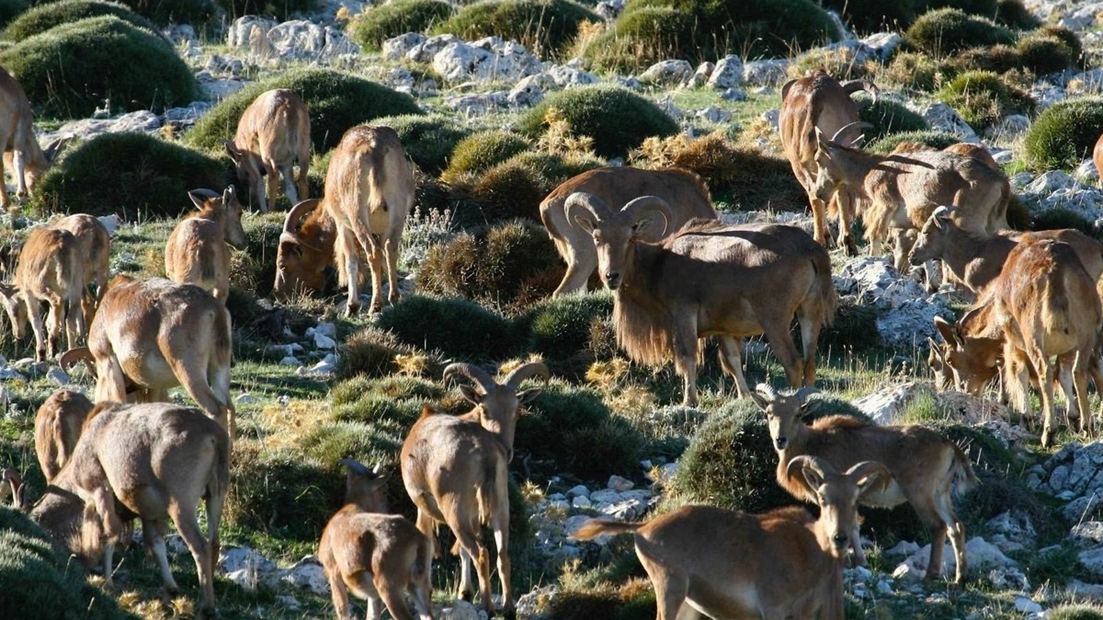 Cabres salvatges de l'espècie que s'ha analitzat en l'estudi