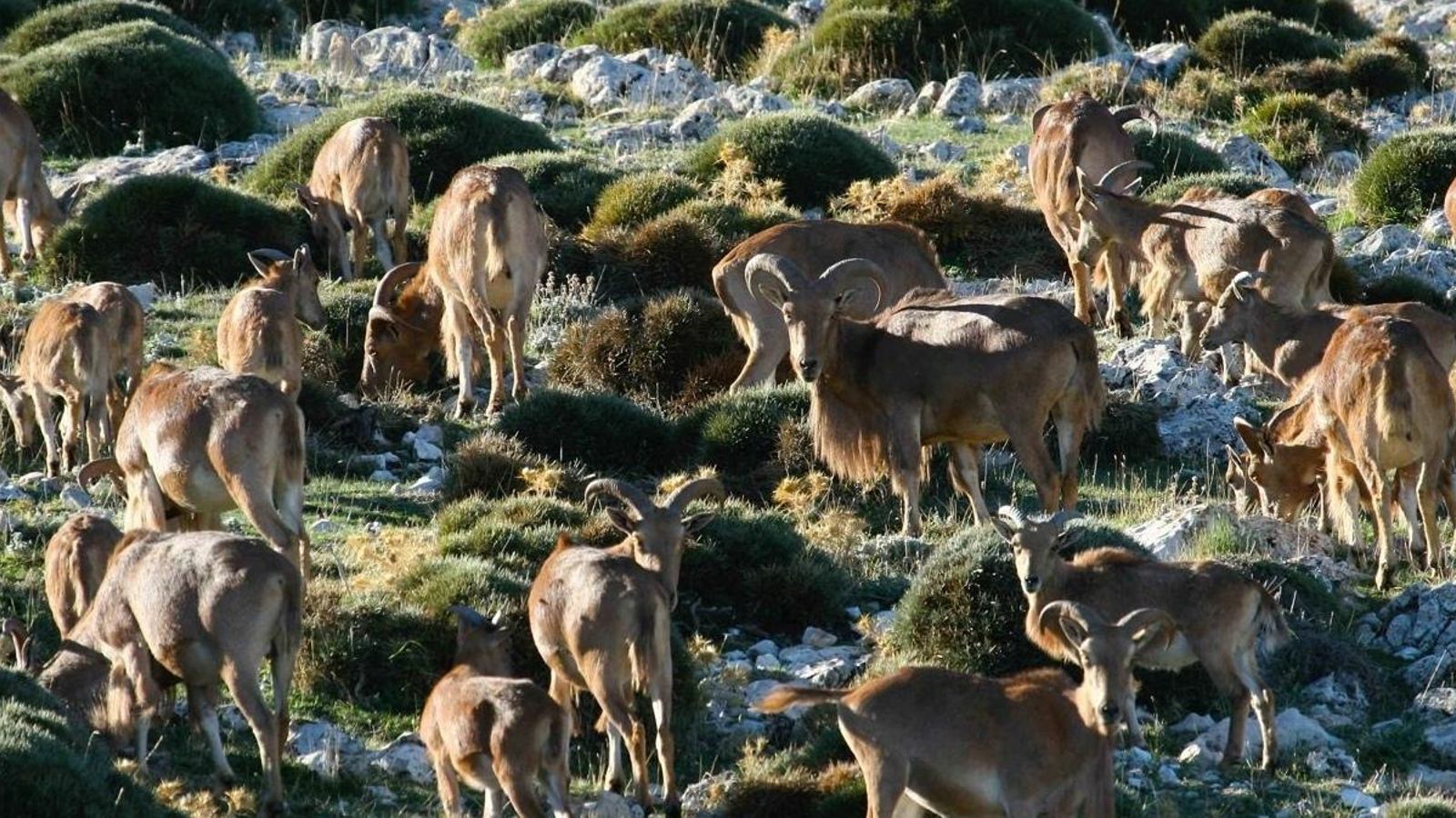 Cabres salvatges de l'espècie que s'ha analitzat en l'estudi