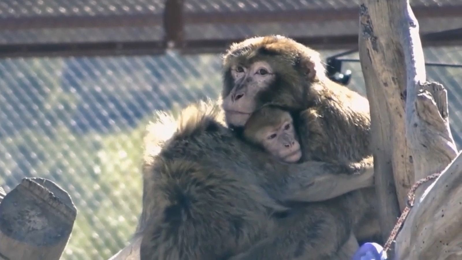 Dos primats rescatats per Primadomus
