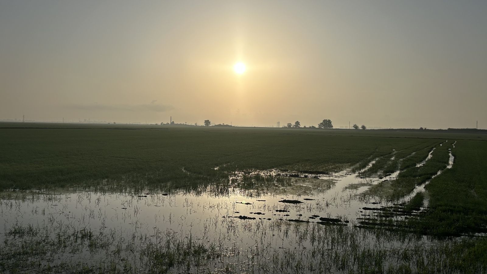 MARIA SALES MATOSES FALCÓ, Sueca, la Ribera Baixa