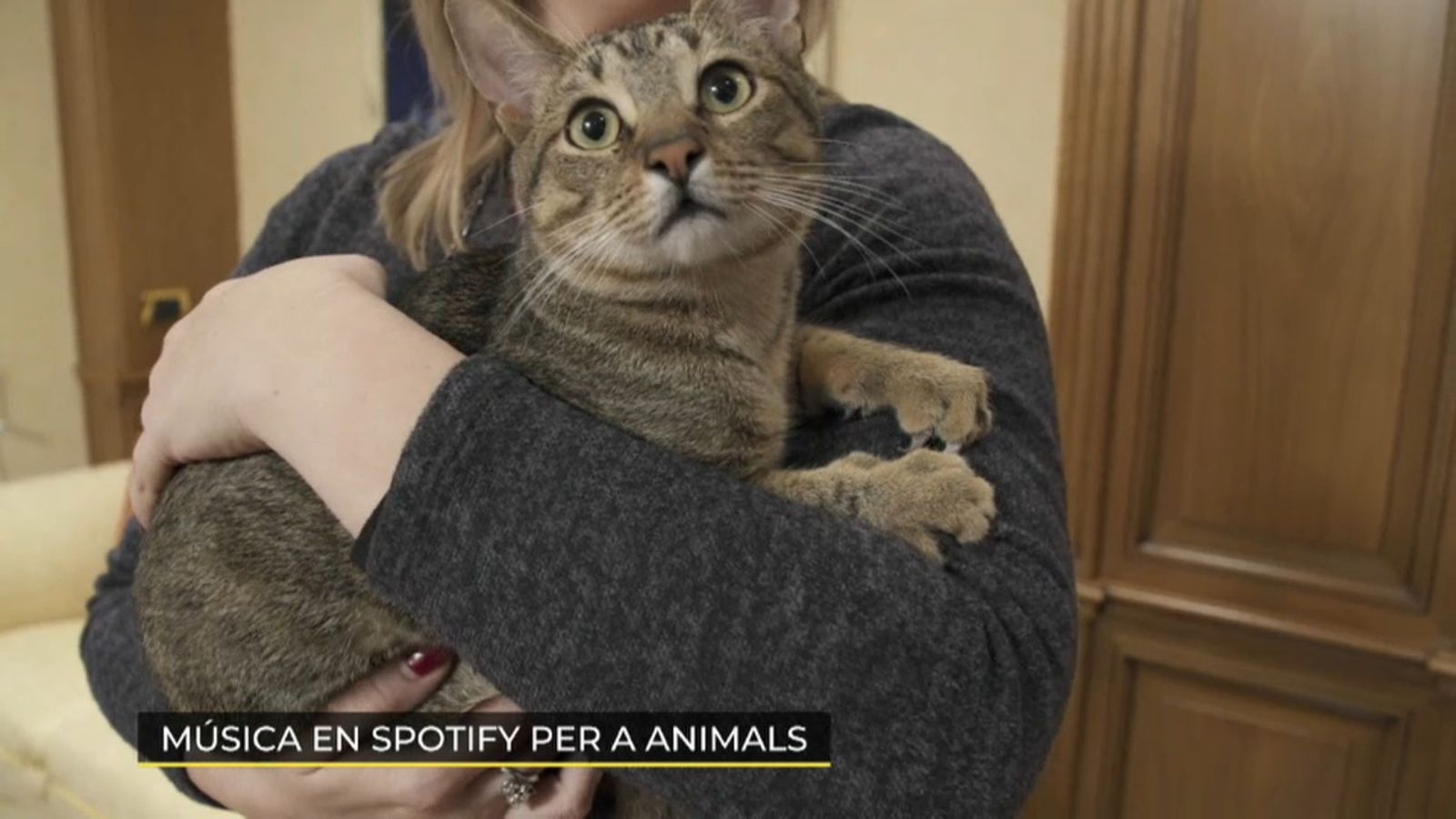 17.01.2020 | Xarxes | NM Música per als companys animals