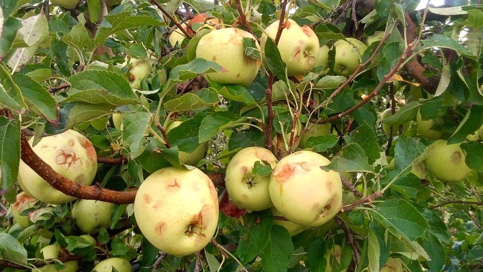 Una pomera amb importants desperfectes en la collita