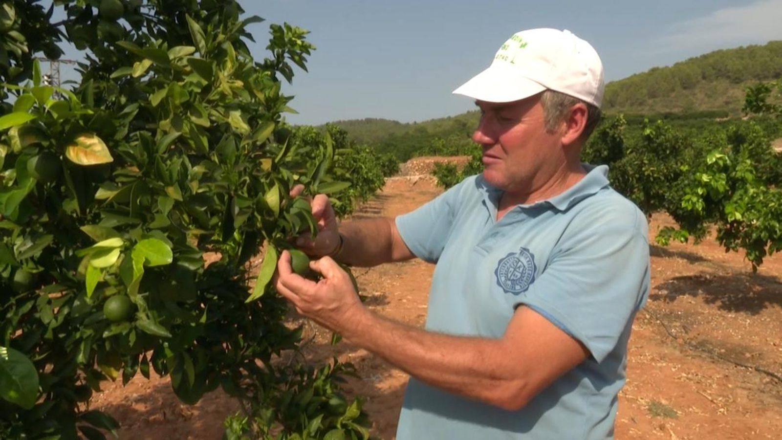 Alejandro Aparicio, llaurador de Canals, al seu camp