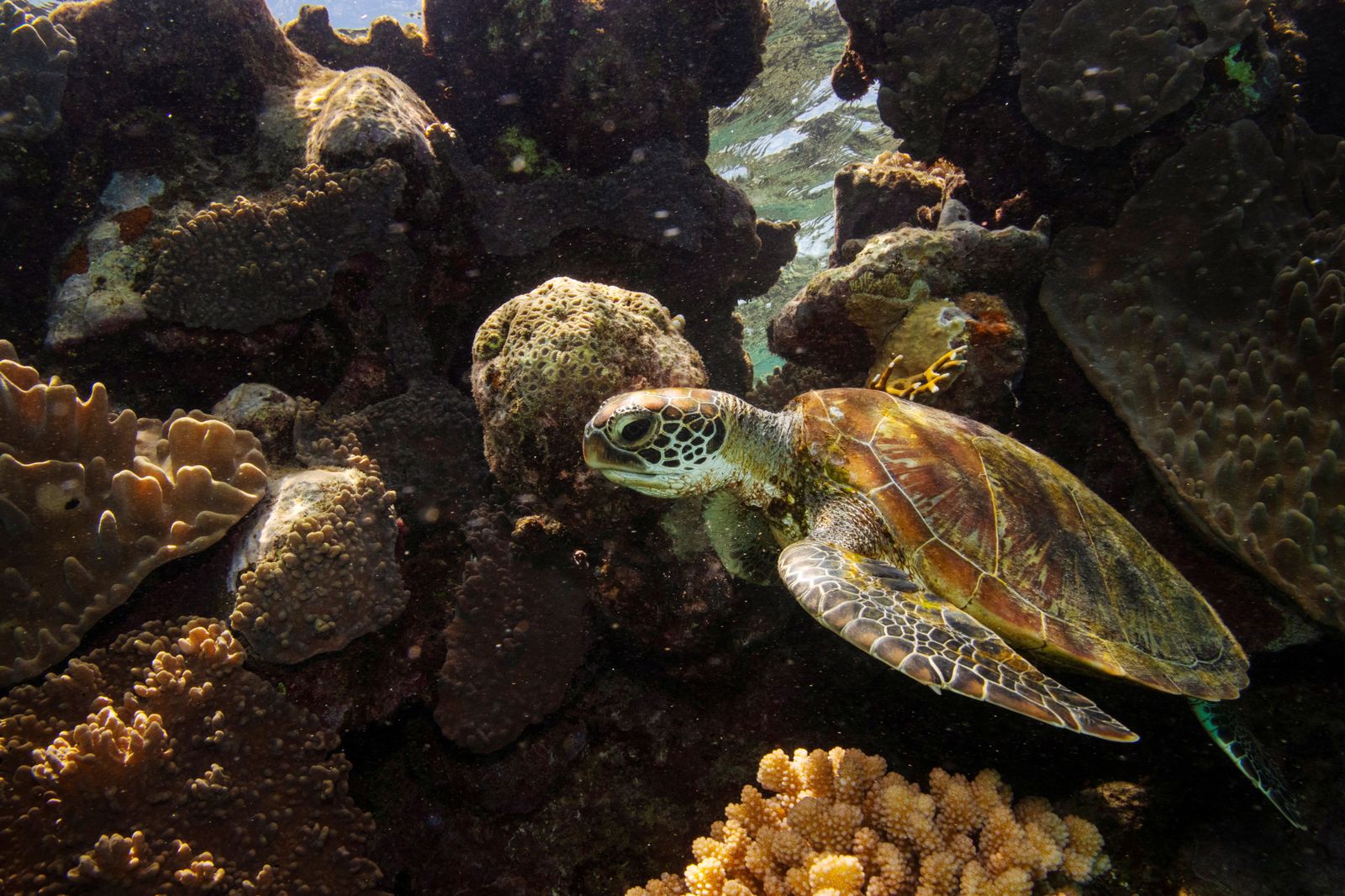 Una tortuga verda nada entre corals a la Gran Barrera davant de la costa de Cairns, Austràlia (Reuters)