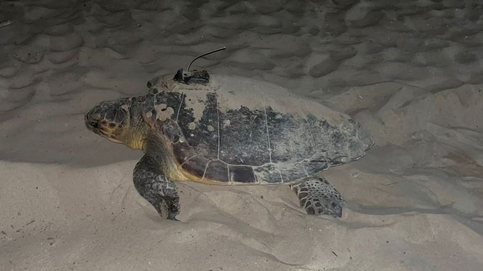 Tortuga Dálmata