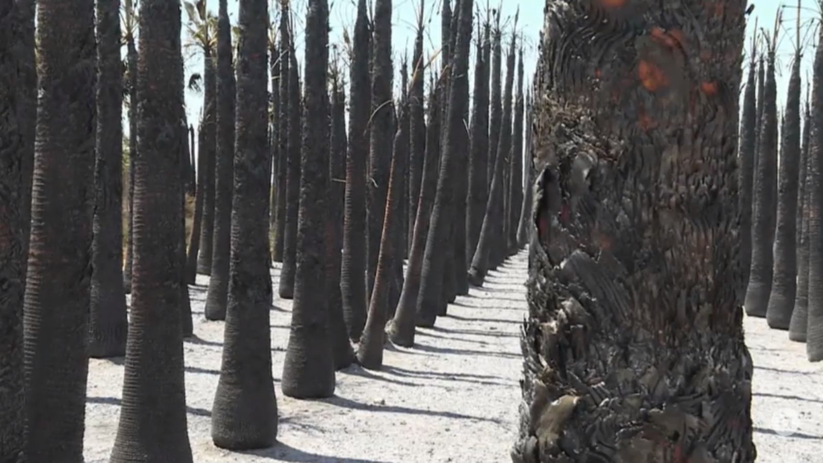 Hort de palmeres d'Elx cremat