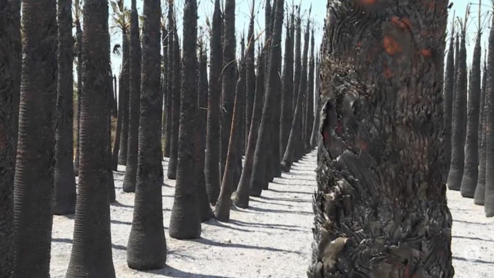 Hort de palmeres d'Elx cremat