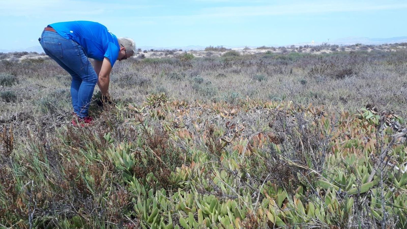 En primer pla la planta invasora mentre una voluntària la cull