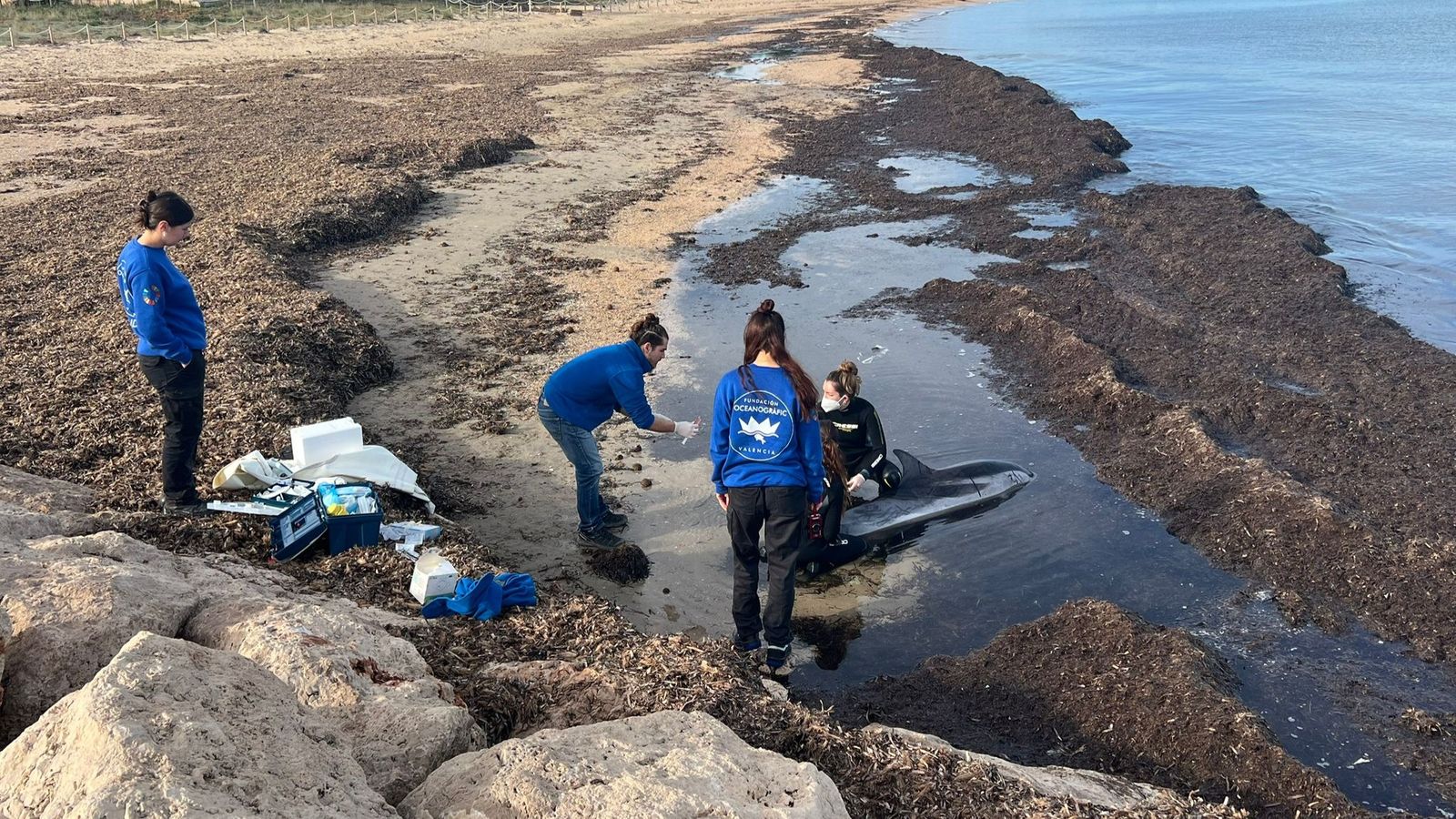 L'equip de veterinaris de l'Oceanogràfic atén el dofí varat a la platja de Dénia