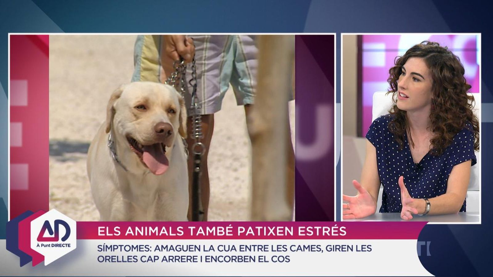 L’estrés dels animals