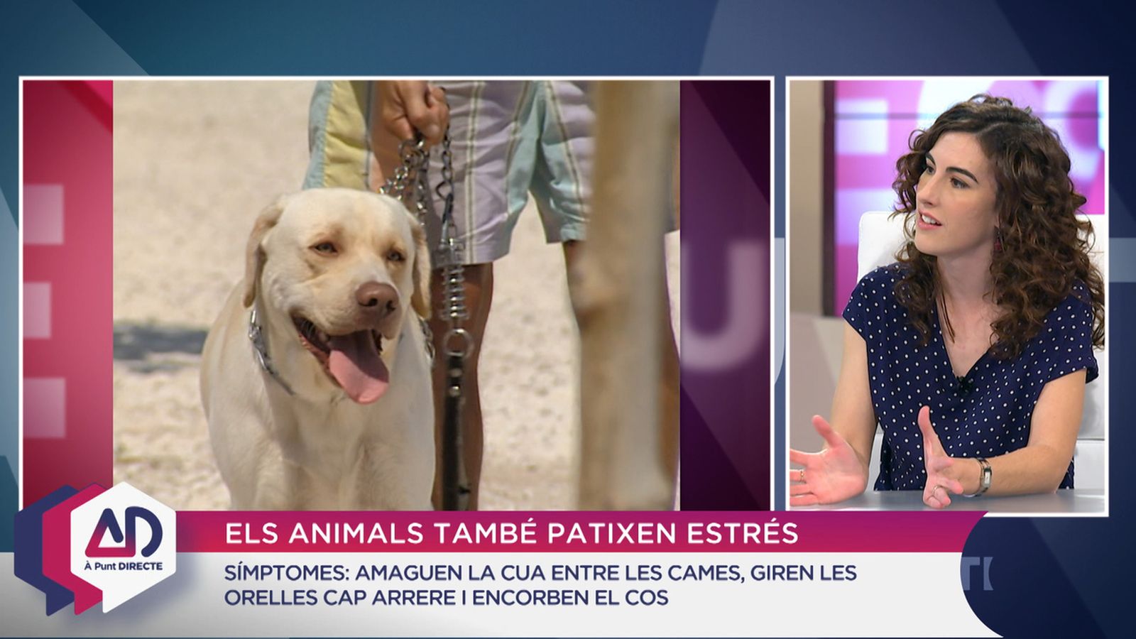 L’estrés dels animals