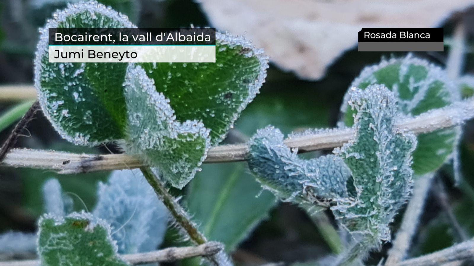 Rosada blanca aquesta nit a Bocairent, enviada per Jumi Beneyto.