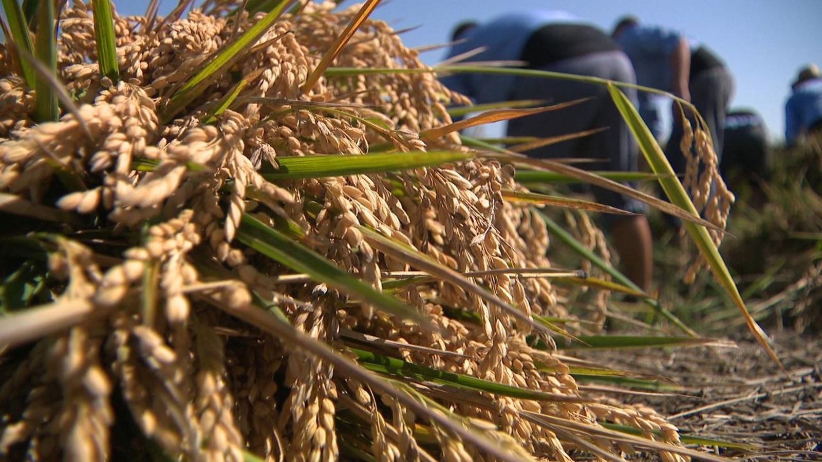 Procés de la sega de l'arròs, a Catarroja