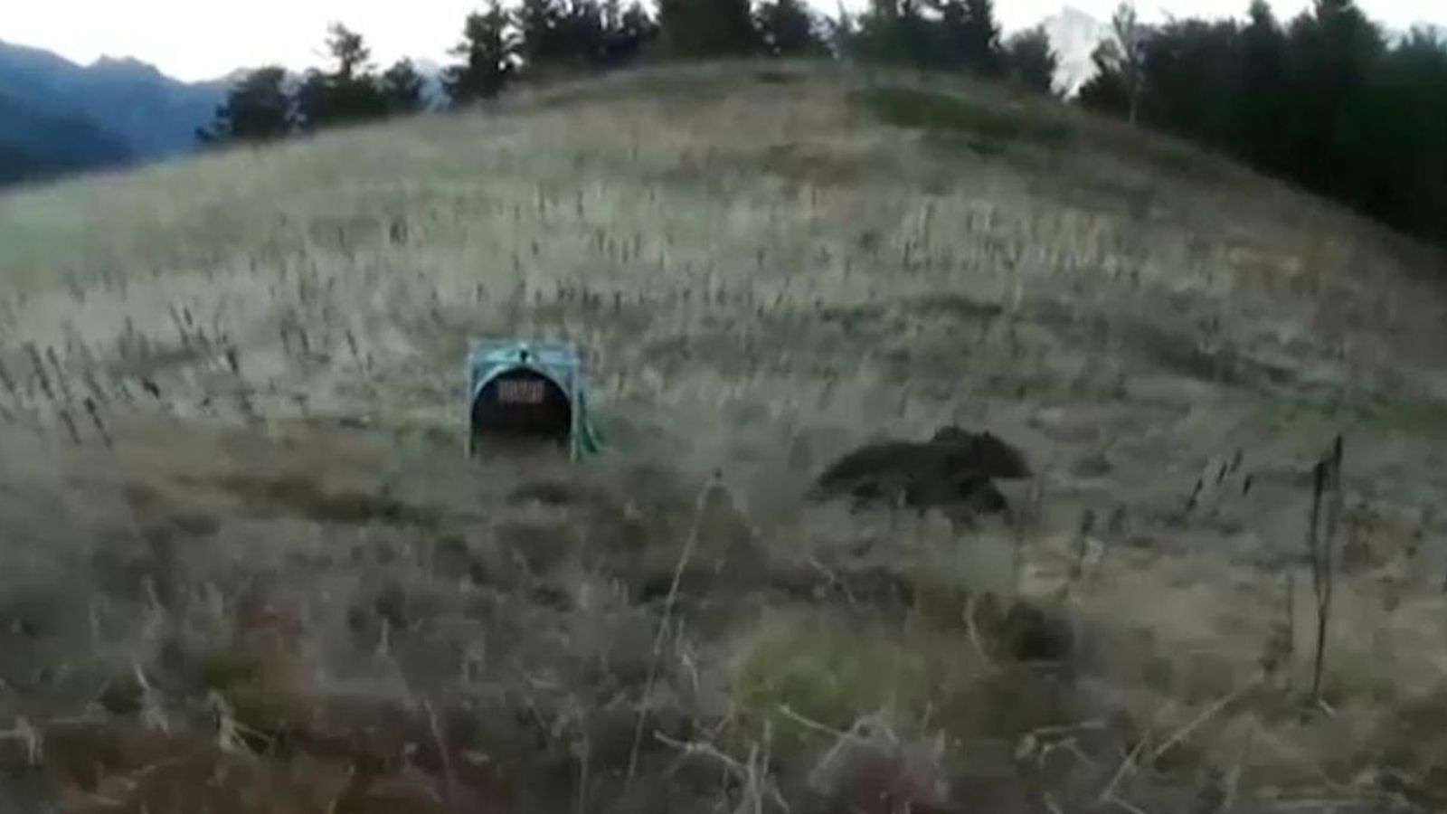 Posen en llibertat dos ossos femella als Pirineus centrals