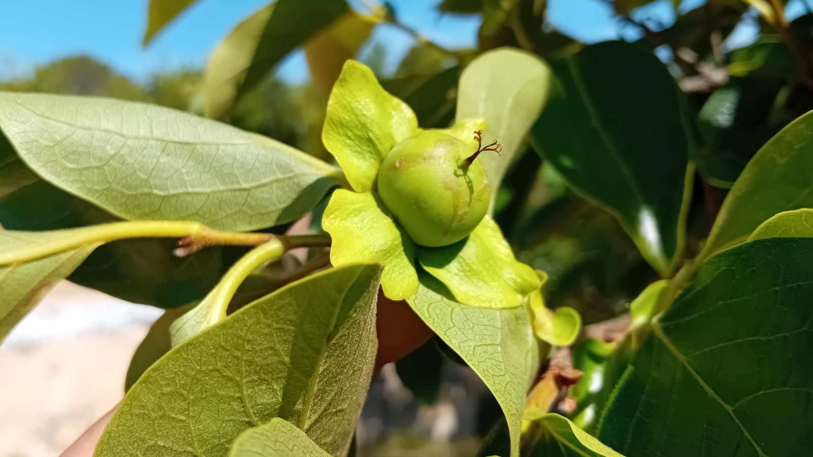 Un caqui afectat per la nova plaga que està estenent-se pels cultius valencians