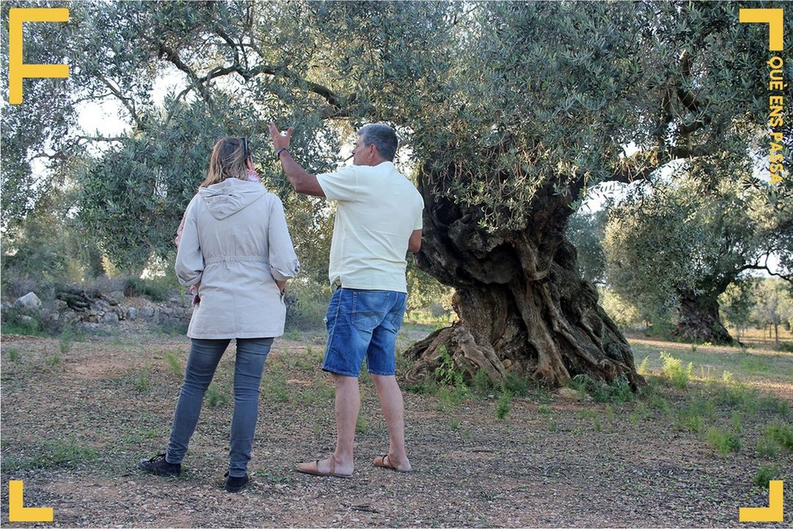 12.10.2018 | Oliveres: l\'espoli del mil·leni | Contingut adicional | El reportatge