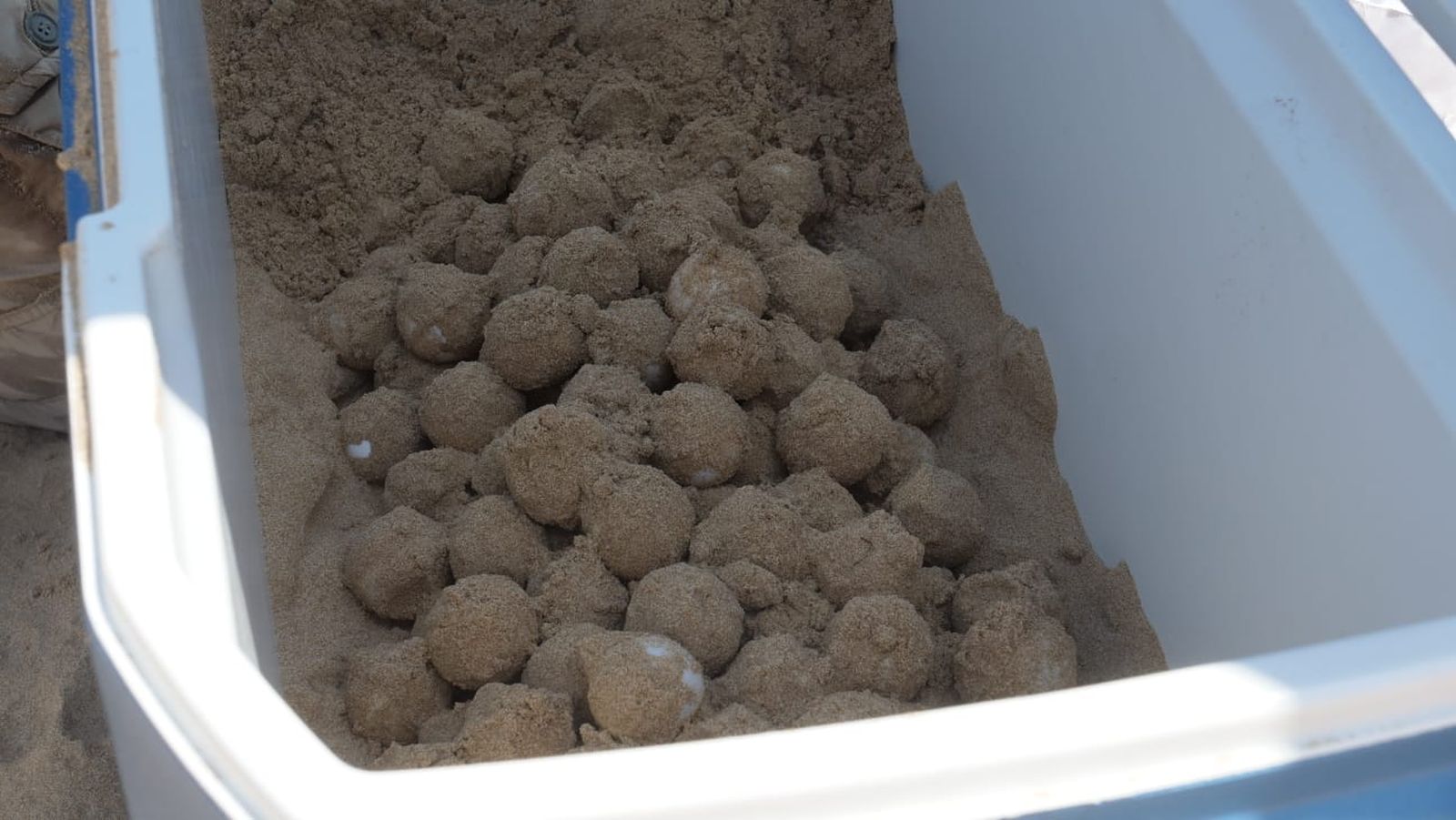 Imatge dels ous de tortuga, arreplegats pels tècnics a Guardamar del Segura