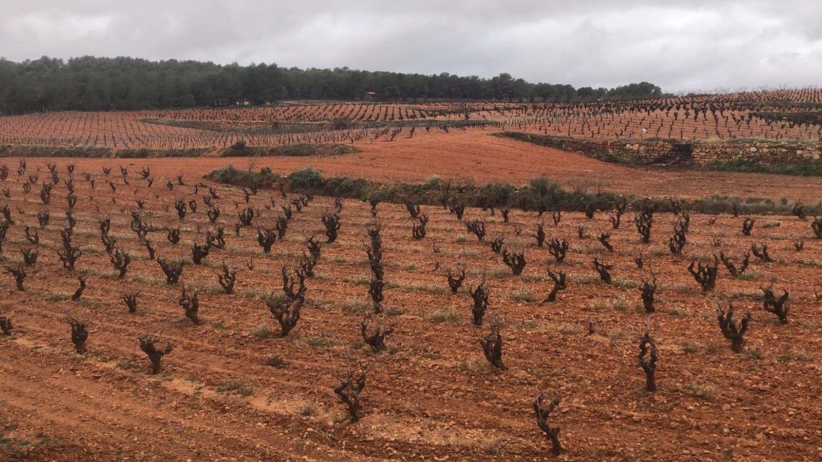 Una explotació de raïm de l'interior valencià, on les precipitacions poden afavorir la campanya de secà