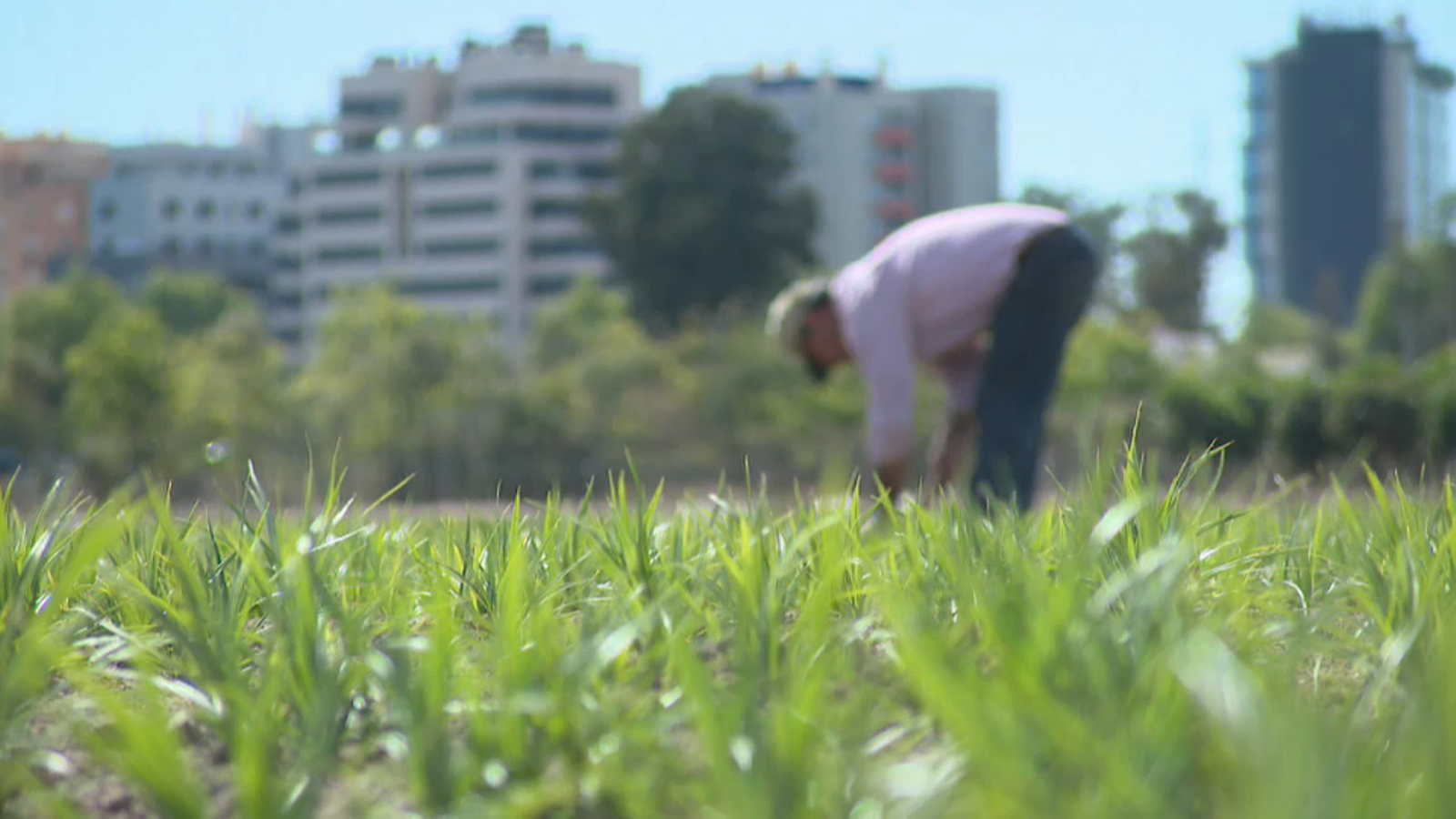 El pes de l\'agricultura en l\'ocupació cau més de 40 punts en els últims 60 anys