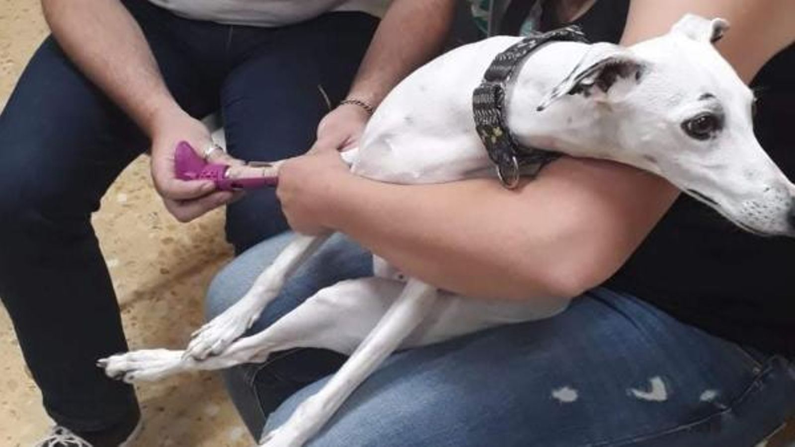 La gosseta Bimba amb la seua pròtesi