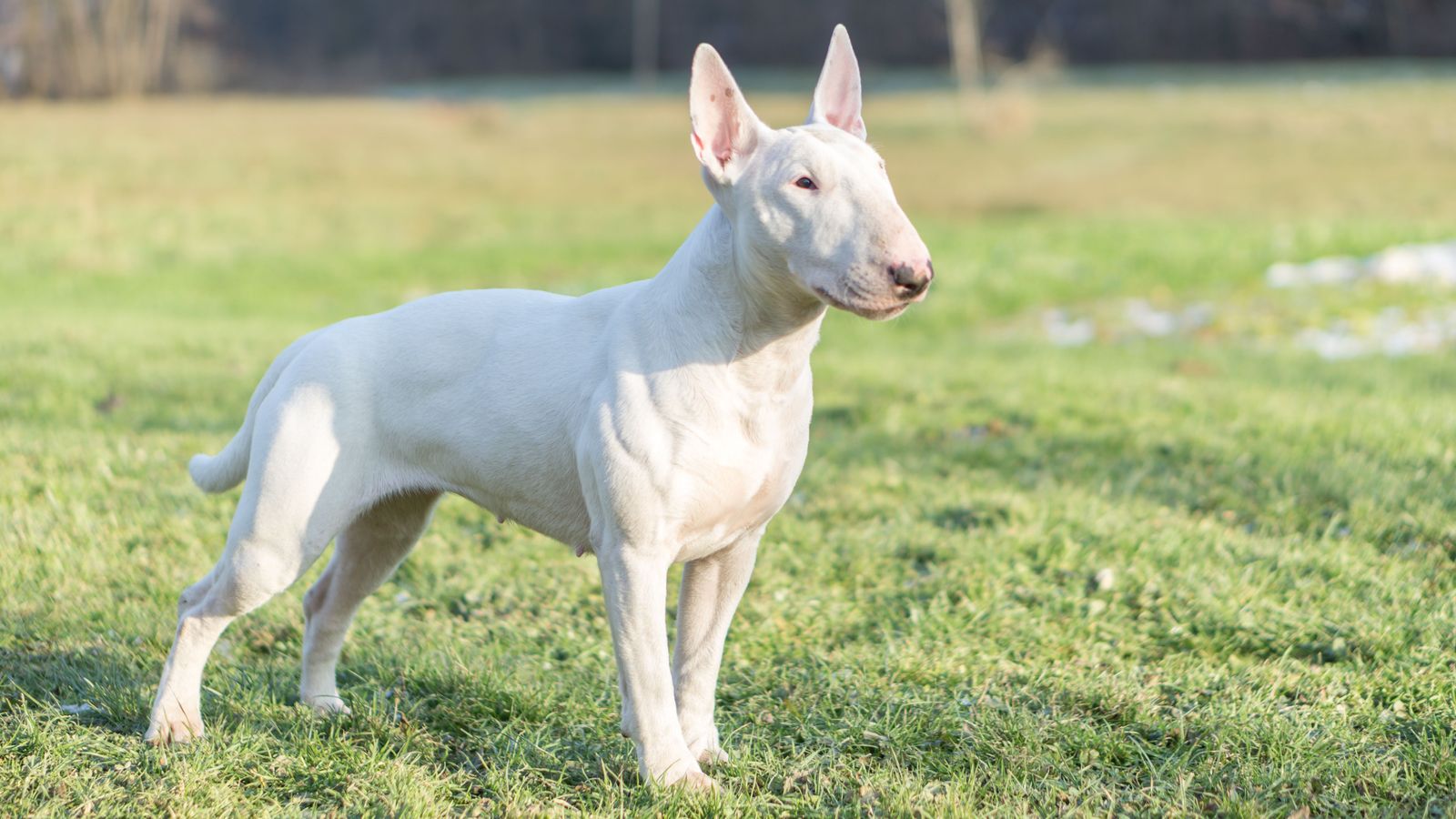 La menor va ser atacada per un gos bull terrier, qui li va pegar un mos en la zona de l'abductor