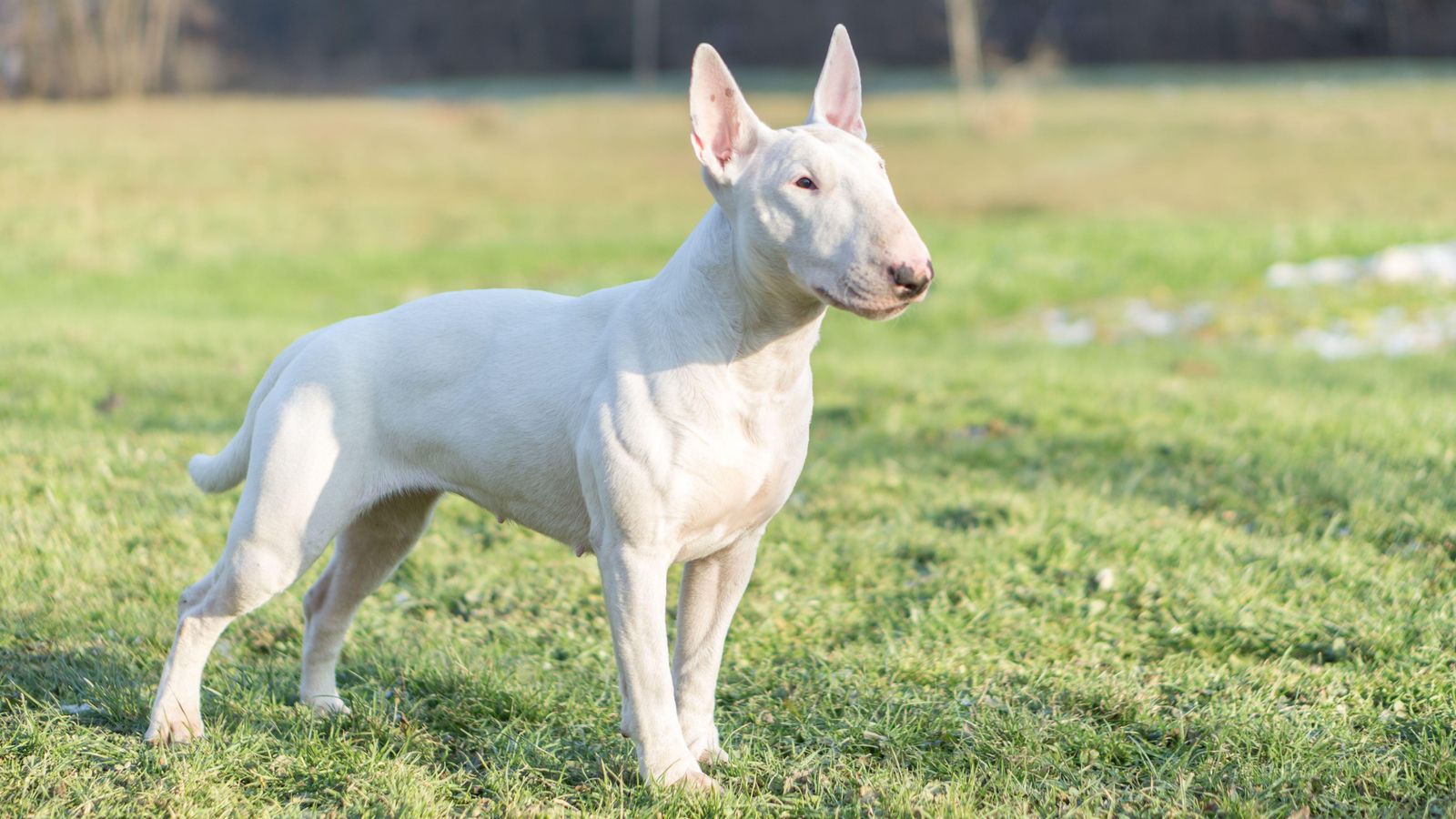 La menor va ser atacada per un gos bull terrier, que li va pegar un mos en la zona de l'abductor La menor va ser atacada per un gos bull terrier, qui li va pegar un mos en la zona de l'abductor
