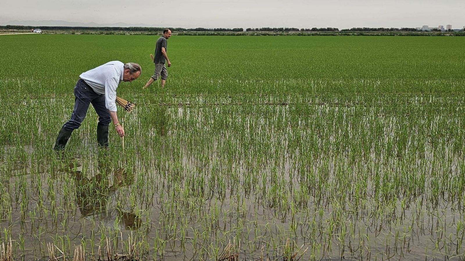 El conseller d'Agricultura, José Luis Aguirre, ha visitat este divendres els arrossars de l'Albufera, on ha colocat algunes varetes