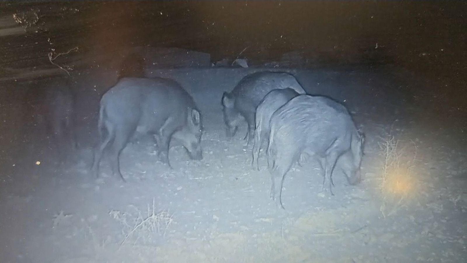Alerta per pesta porcina