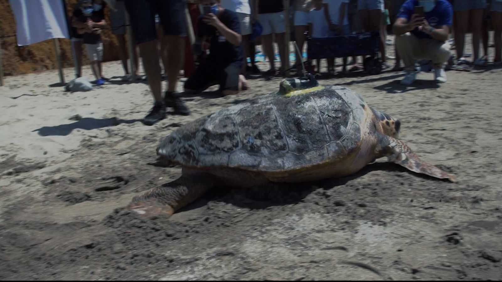 Emissor satel·litari instal·lat a la closca de la tortuga