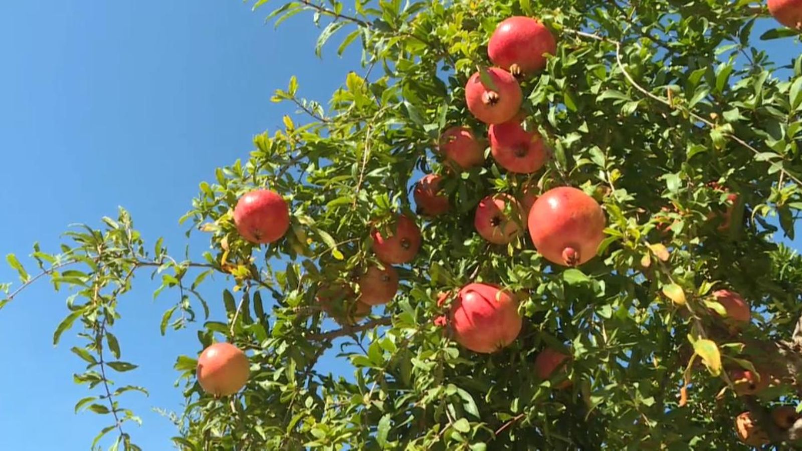 Comença la campanya de la magrana mollar d\'Elx