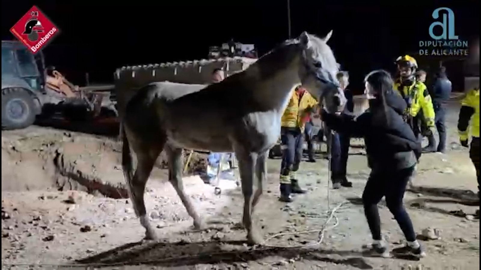El cavall, després de ser rescatat pels bombers