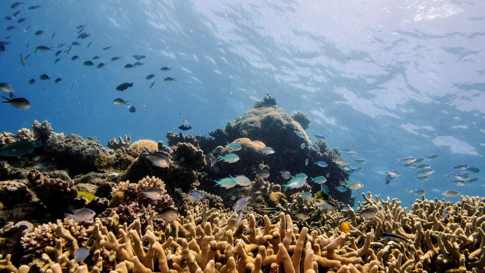 Àrea coneguda com els 'Jardins de coral' a Australia