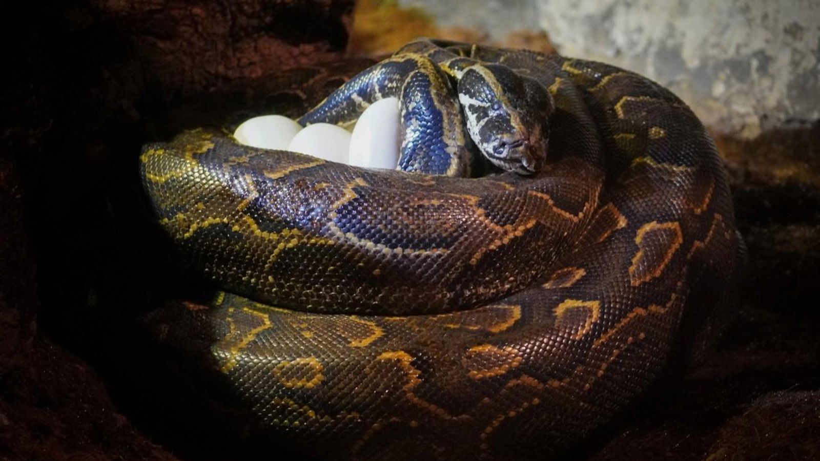 Imatge en primer pla de la pitó de Seba mentre incuba els ous