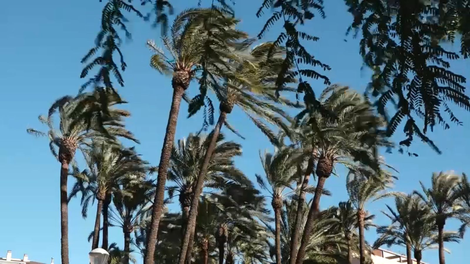 Palmeres suporten l'embat del vent a Alacant