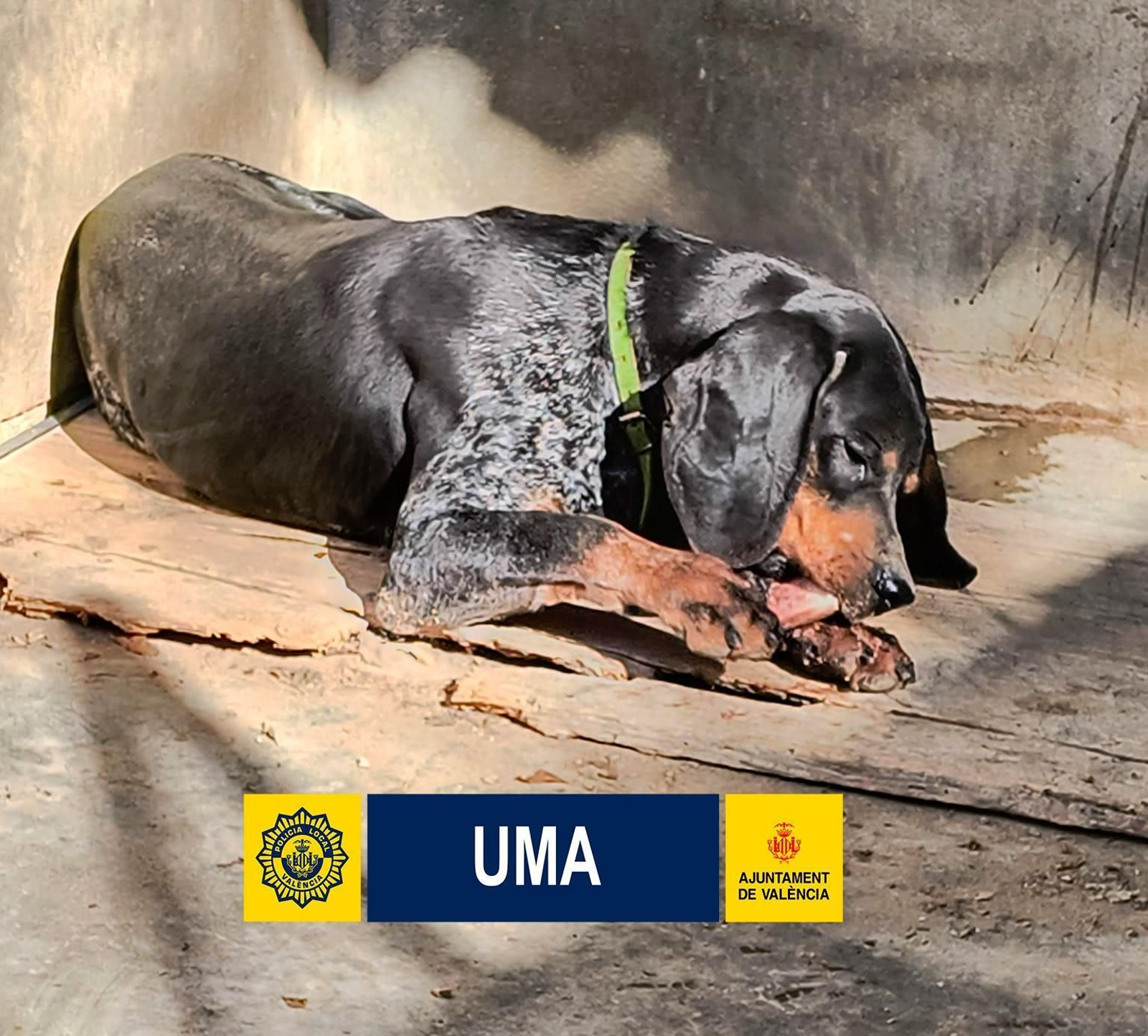 Els animals estan atesos pels veterinaris municipals de València