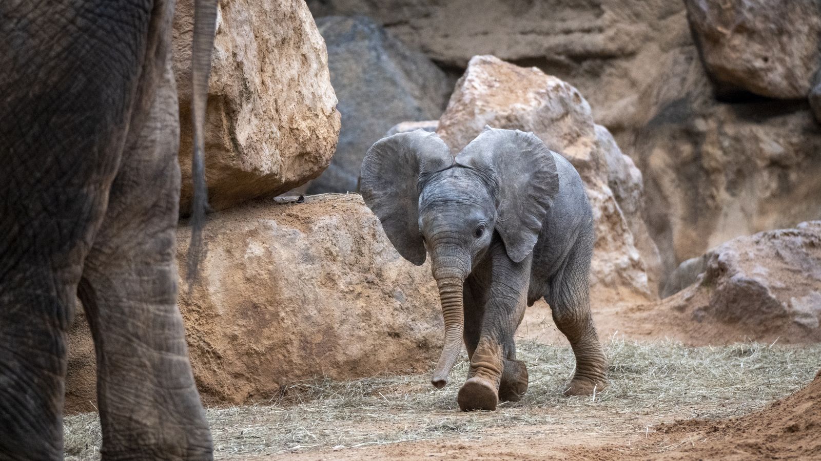 Makena, la cria d'elefant del Bioparc
