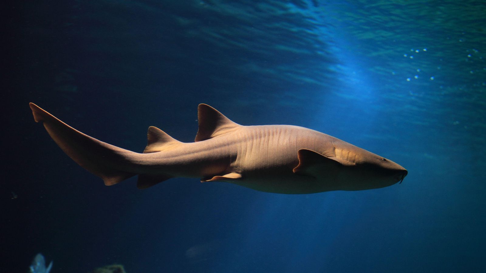 Exemplar de tauró nodrissa a l'Oceanogràfic de València