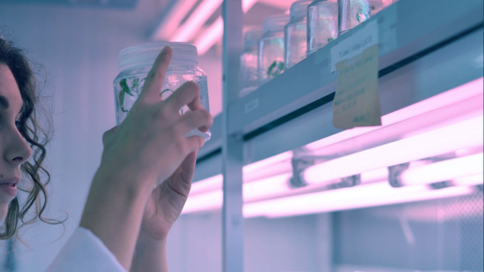 Cultiu en laboratori de la ‘Nicotiana benthamiana’