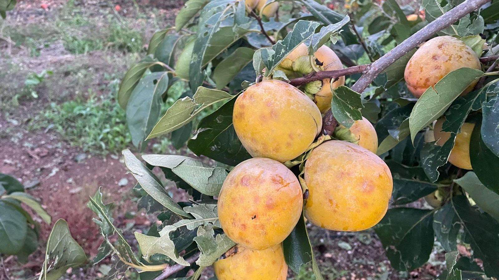 La collita de caquis d’un camp de Massalavés, afectada per la pedregada del passat dilluns