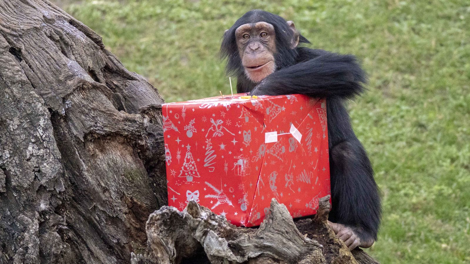 Les diferents espècies del Bioparc han rebut aquest divendres el seu regal de mans del Pare Noel