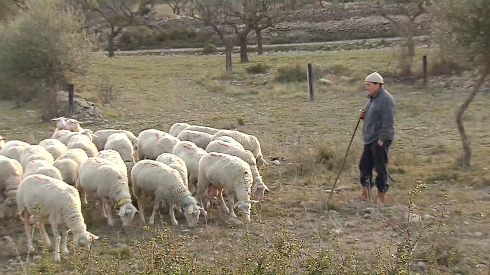 Juan Benages, pastor d'una granja familiar amb 140 ovelles a Xert (Baix Maestrat)