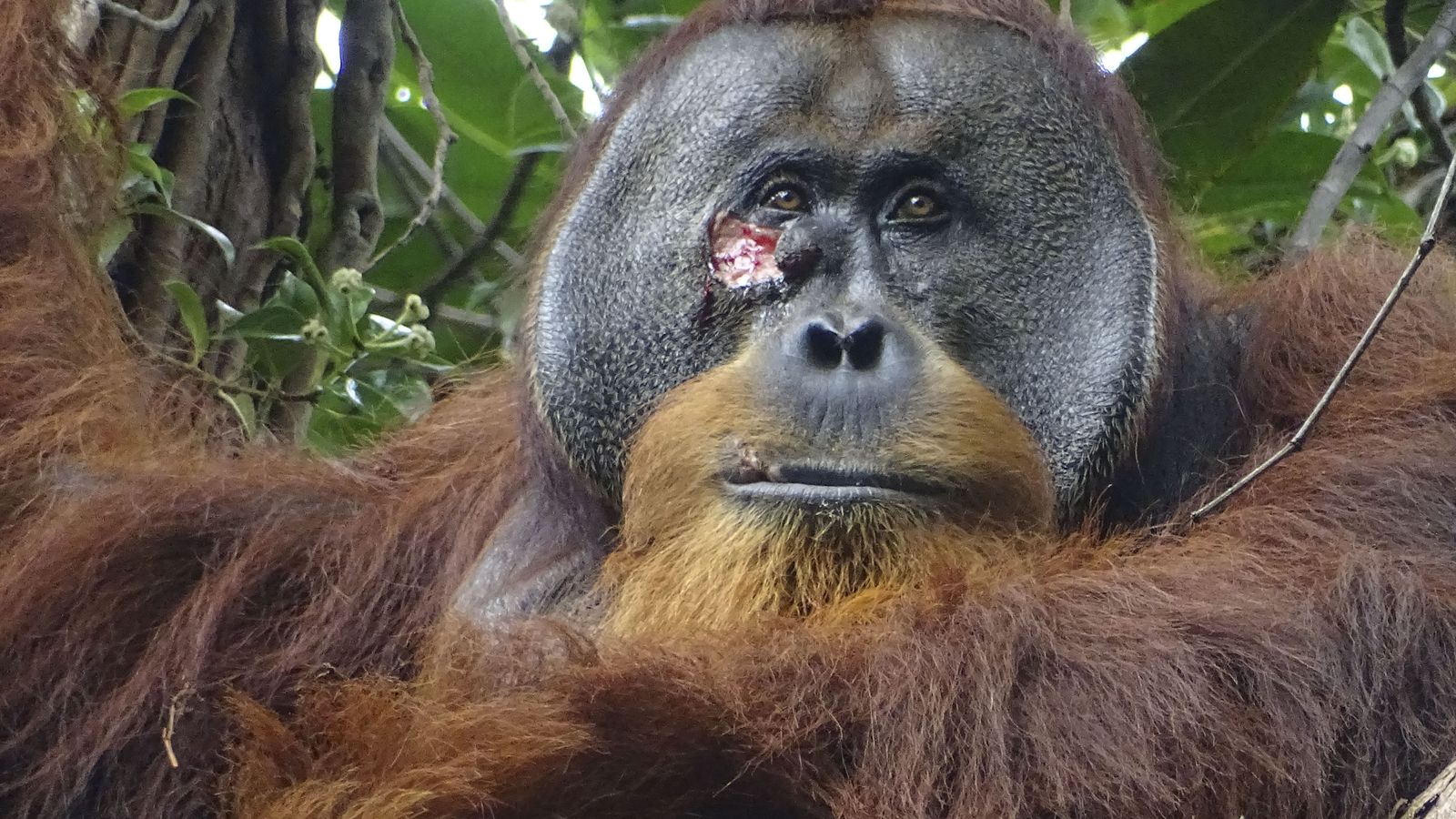 Un orangutan, el primer animal al qual veuen curar-se una ferida amb una planta medicinal