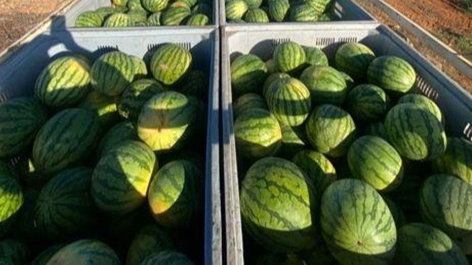Caixes de melons d'Alger acabats de collir